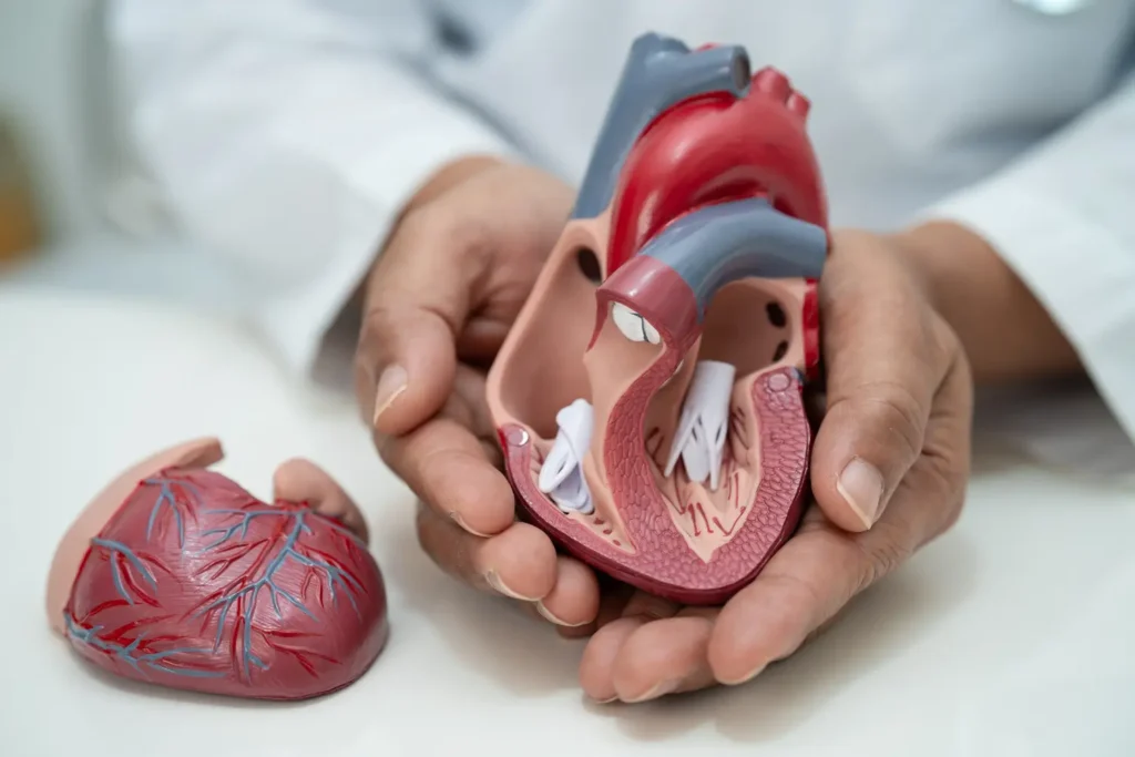 Qué es la presión arterial, síntomas, causas y su tratamiento 2 presión arterial Ilustración del corazón y vasos sanguíneos – qué es la presión arterial.